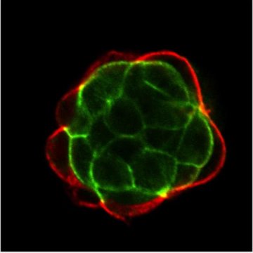 The source of stem cells points to two proteins